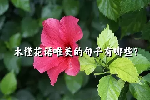 木槿花语唯美的句子有哪些？