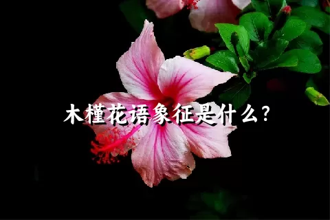 木槿花语象征是什么？