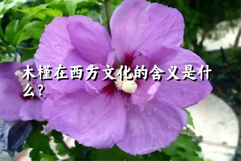 木槿在西方文化的含义是什么？