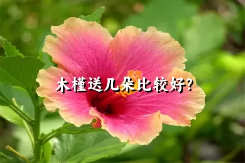木槿送几朵比较好？