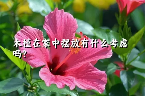 木槿在家中摆放有什么考虑吗？