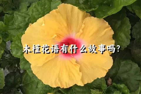 木槿花语有什么故事吗？