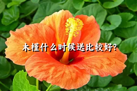 木槿什么时候送比较好？