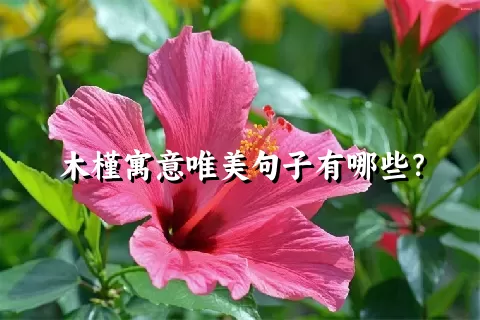 木槿寓意唯美句子有哪些？