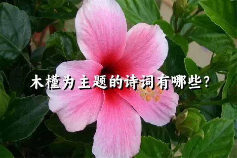 木槿为主题的诗词有哪些？