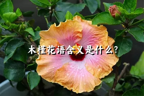 木槿花语含义是什么？