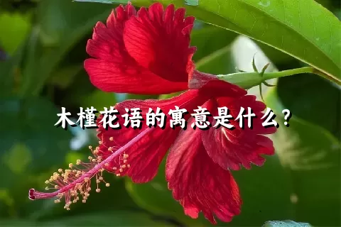 木槿花语的寓意是什么？