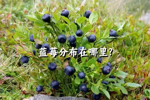 蓝莓分布在哪里?