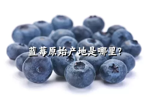 蓝莓原始产地是哪里？