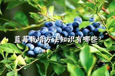 蓝莓栽培方法知识有哪些？