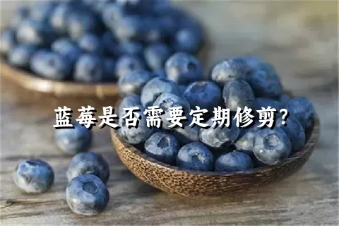 蓝莓是否需要定期修剪？