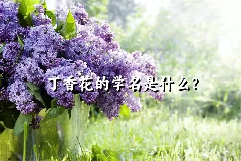 丁香花的学名是什么？