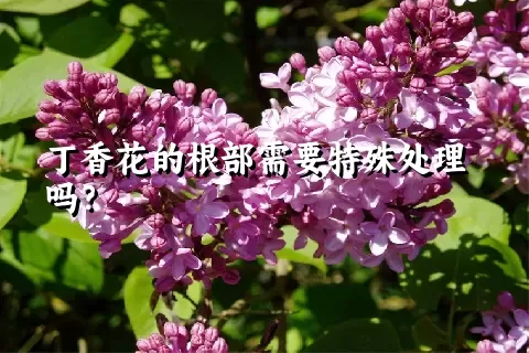 丁香花的根部需要特殊处理吗？