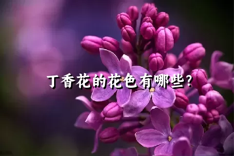 丁香花的花色有哪些？
