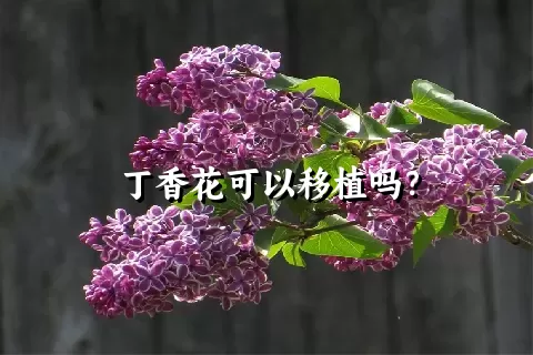 丁香花可以移植吗？