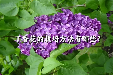 丁香花的栽培方法有哪些？