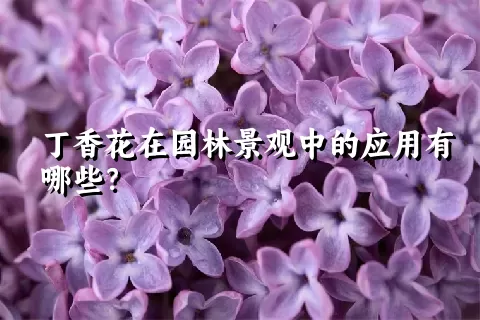 丁香花在园林景观中的应用有哪些？