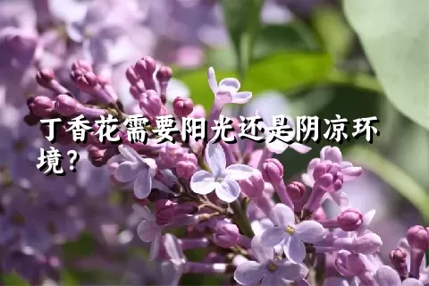 丁香花需要阳光还是阴凉环境？