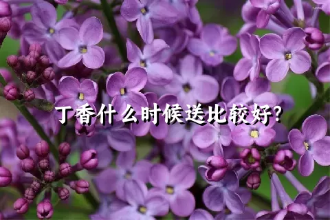 丁香什么时候送比较好？