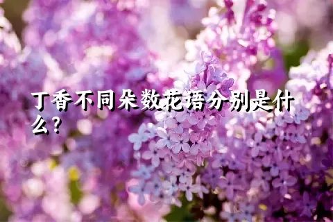丁香不同朵数花语分别是什么？