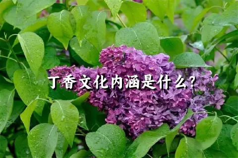 丁香文化内涵是什么？