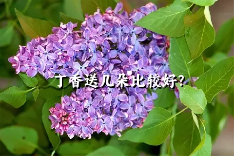 丁香送几朵比较好？