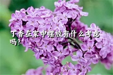 丁香在家中摆放有什么考虑吗？