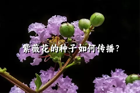 紫薇花的种子如何传播？