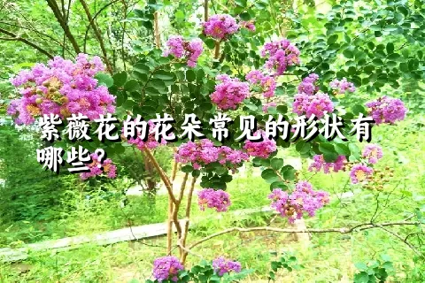 紫薇花的花朵常见的形状有哪些？