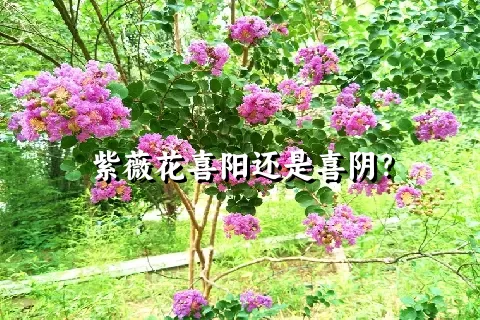 紫薇花喜阳还是喜阴？