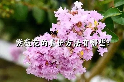 紫薇花的养护方法有哪些？