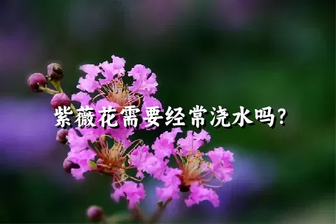 紫薇花需要经常浇水吗？