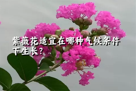 紫薇花适宜在哪种气候条件下生长？