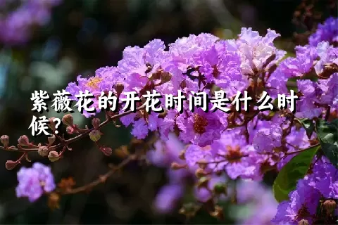 紫薇花的开花时间是什么时候？