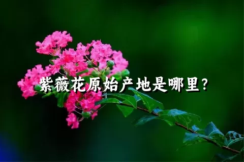 紫薇花原始产地是哪里？