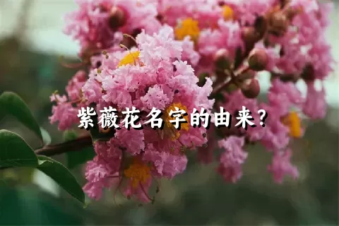 紫薇花名字的由来？
