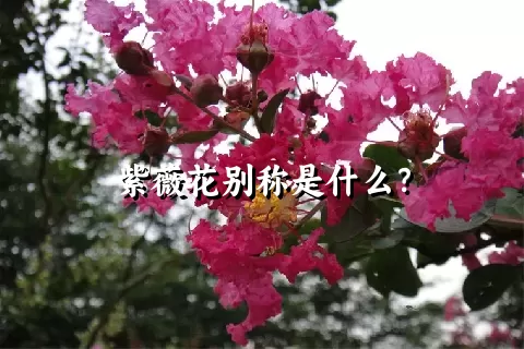 紫薇花别称是什么？