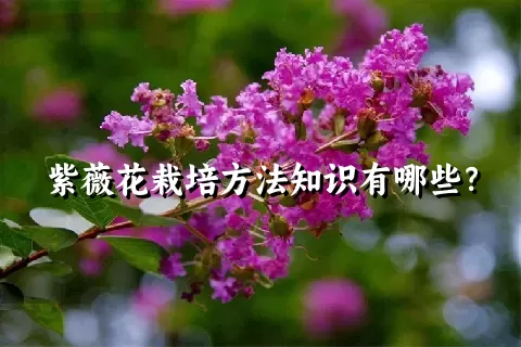 紫薇花栽培方法知识有哪些？