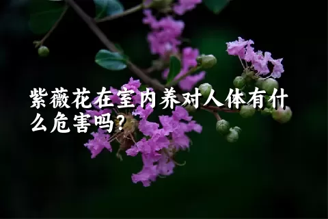 紫薇花在室内养对人体有什么危害吗？