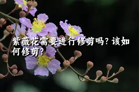 紫薇花需要进行修剪吗？该如何修剪？