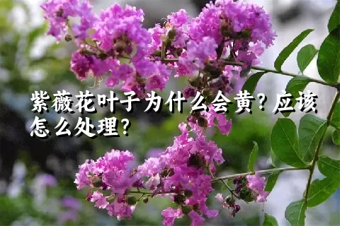 紫薇花叶子为什么会黄？应该怎么处理？