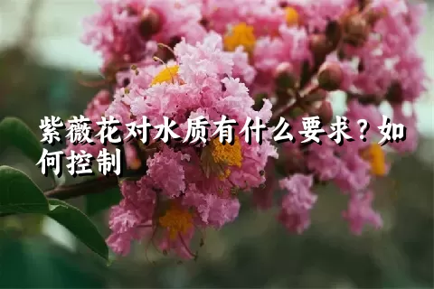 紫薇花对水质有什么要求？如何控制