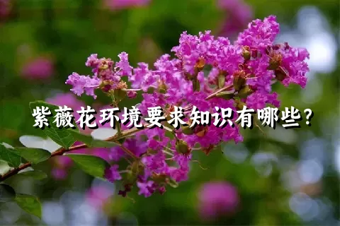 紫薇花环境要求知识有哪些？