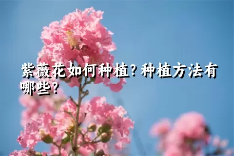 紫薇花如何种植？种植方法有哪些？