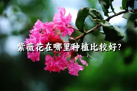 紫薇花在哪里种植比较好？