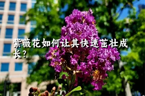 紫薇花如何让其快速茁壮成长？