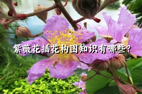 紫薇花插花构图知识有哪些？