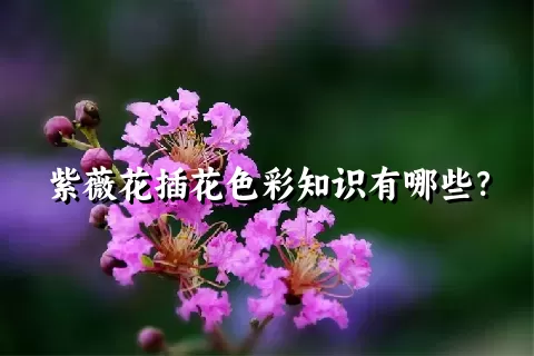 紫薇花插花色彩知识有哪些？