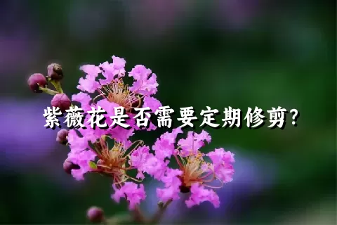 紫薇花是否需要定期修剪？