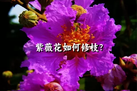 紫薇花如何修枝？
